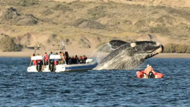 Puerto Madryn y avistaje de ballenas, un gran plan para el feriado de agosto. 