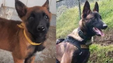 Wilson colaboró en la búsqueda de los cuatro hermanos perdidos en Colombia.