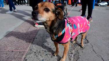 Cómo participar del Taller Animalista en Roca: RCP para mascotas, leyes y fauna silvestre
