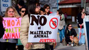 Video | Indignante: tienen un perro atado bajo el sol y vecinos denuncian maltrato animal en Neuquén