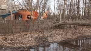 Preocupa la caída de árboles en Cipolletti por las inundaciones