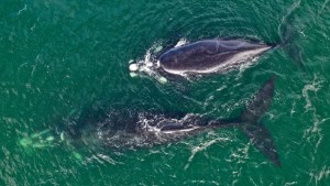 Belleza pura: la ballena y su cría pasearon por Las Grutas y el video es una maravilla