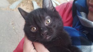 Busqueda desesperada de «Ramoncito» en Cipolletti: «Ese gato es mi mundo»