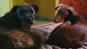 Apareció la pareja de perros que se escapó de su hogar en el barrio Manzanar de Cipolletti