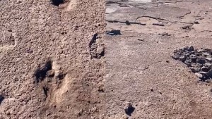 Video: un vecino de Cipolletti fue a pescar en el Chocón y encontró huellas de dinosaurio