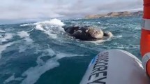 Imagen de Video: una ballena los sorprendió cuando navegaban frente a Comodoro Rivadavia
