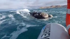 Video: una ballena los sorprendió cuando navegaban frente a Comodoro Rivadavia