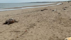 Hallaron más de 5 mil animales muertos en las costas de Uruguay