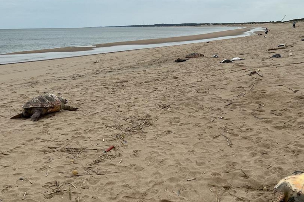 Los animales muertos aparecieron en las playas de Montevideo, Canelones, Maldonado y Rocha. 