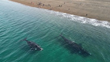 Sorpresa en Puerto Madryn: iba a bucear, apareció una ballena y su bebé y mirá lo que pasó…