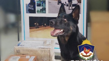 Bettina, la perra antinarcóticos de San Martín de los Andes detectó un paquete con droga en la terminal 