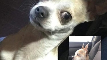 Desesperada búsqueda de un perro que sobrevivió a un choque en San Martín de Los Andes