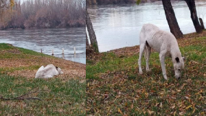 Amigo fiel: Blanquito, el perro que cruzaba el río  en Regina, para esperar a su dueño, pero había muerto