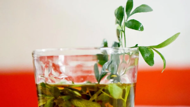 Se trata de una tradición que se celebra en todo el país, como un ritual de agradecimiento a la Tierra en el Día de la Pachamama. Archivo. 