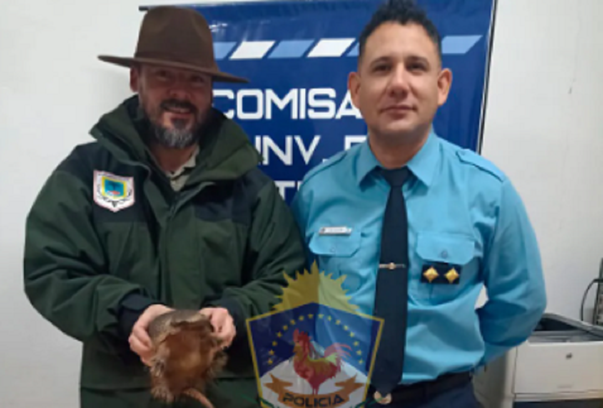 El animal en peligro de extinción que fue encontrado en un allanamiento res un piche. Foto: https://www.policiadelneuquen.gob.a