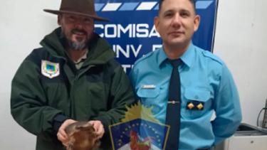 El animal en peligro de extinción que fue encontrado en un allanamiento res un piche. Foto: https://www.policiadelneuquen.gob.a