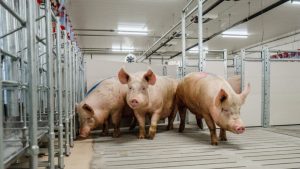 Gran logro en Valle Medio: así produce genética porcina el emprendedor Bernardo Santos