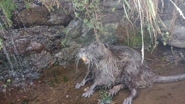 Un animal poco habitual apareció en el Nahueve:  «Creemos que fue la crecida»