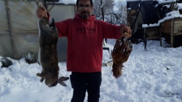 Matanza de animales por perros sin control en Aluminé: "Hay unos 4.500 canes sueltos" 