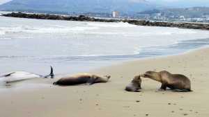Decenas de delfines y leones marinos murieron por algas tóxicas en Estados Unidos