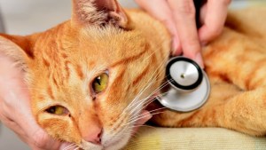 Muerte de miles de gatos por una mutación del coronavirus: Chipre en alerta