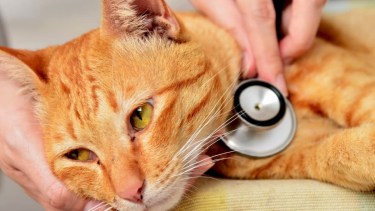 La población felina de Chipre enfrenta una crisis mortal causada por la peritonitis infecciosa felina (PIF), una enfermedad altamente contagiosa que causó la muerte de miles de gatos. Foto Archivo.