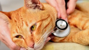 Muerte de miles de gatos por una mutación del coronavirus: Chipre en alerta