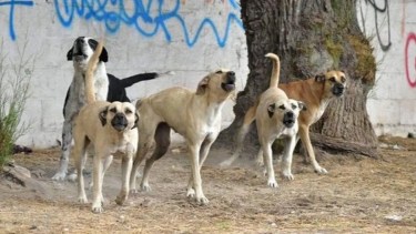 Los 13 perros atacaron a la joven trabajadora de una empresa frutícola de Allen. foto: ilustrativa.