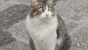 Buscan desesperadamente a «Lulu», una gatita querida por los pacientes de una clínica en Roca