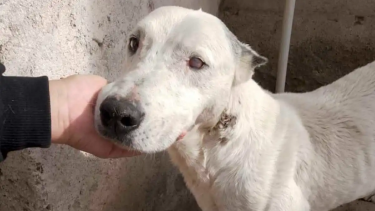 Blanquito del río, consiguió un nuevo hogar para pasar sus últimos días. Foto: Facebook. 