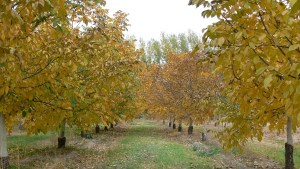 Nogales y aceite de nuez, un emprendimiento con sello del Valle Medio