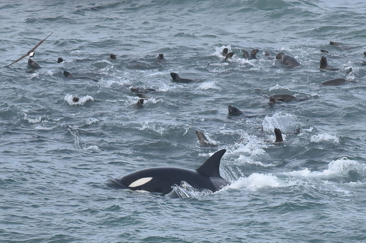 Las orcas se alimentaron el sábado pasado en la reserva Punta Bermeja, en el Camino de la Costa de Río Negro. Fotos: Guarda ambiental Fernando Mariño