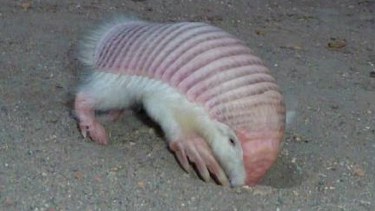 Hallaron en Añelo un animal pocas veces visto: ¿Qué especie es?