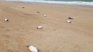 Cinco mil pingüinos aparecieron muertos en Uruguay: estaban cansados y hambrientos