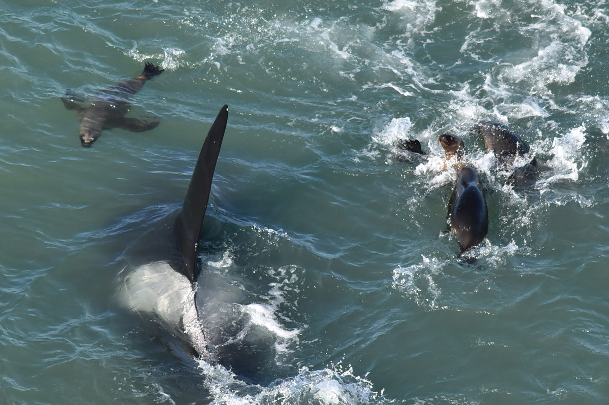 Los lobitos marinos no están acostumbrados a la presencia de las orcas y se acercan curiosos a ellas. Todo ocurrió en la Reserva Punta Bermeja, a 30 km de El Cóndor y 63 de Viedma, en la costa de Río Negro al norte de la Patagonia. Fotos: Fernando Mariño.