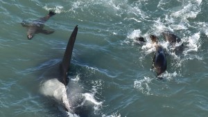 Video: atacan las orcas y los lobitos escapan, ante el asombro de turistas en Río Negro