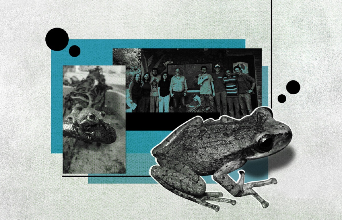 La rana marsupial de Tucumán y Catamarca, una especie en peligro de extinción. Intervenido por Marisol Echarri.