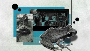 Un proyecto trabaja por la conservación de una especie de rana que solo vive en el norte argentino