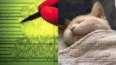 Los mejores memes por el sismo en Neuquén.