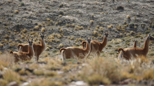 Qué pasa con los guanacos en el sur de Neuquén 