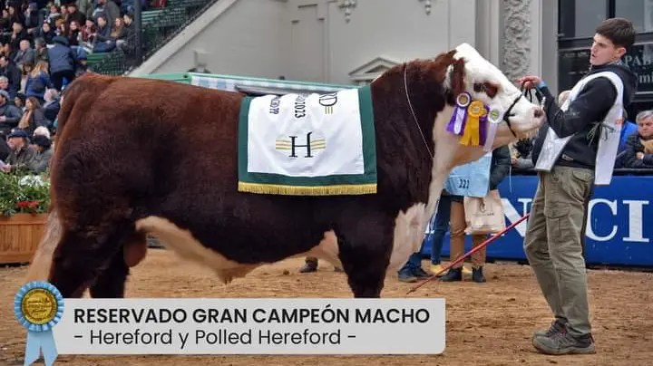 El toro de la raza Polled Hereford fue consagrado con un premio en la exposición rural. (Gentileza prensa gobierno de Río Negro)