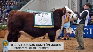 Premiaron a un toro de Viedma en la Exposición Rural de Palermo