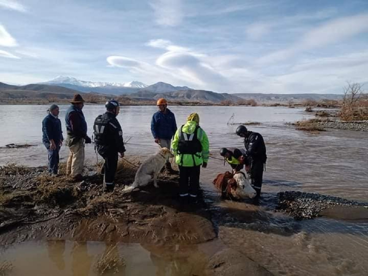 Salvan a más de 70 animales en un dramático rescate, tras la crecida del río Neuquén
