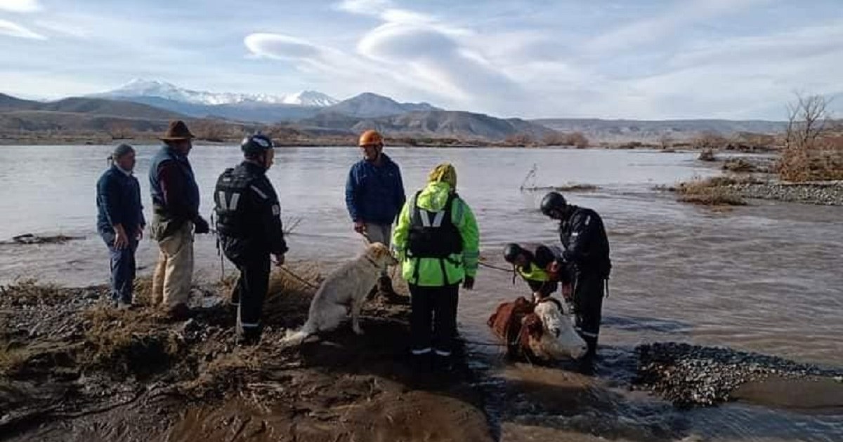 Salvan a más de 70 animales en un dramático rescate, tras la crecida del río Neuquén thumbnail