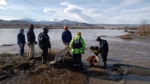 Salvan a más de 70 animales en un dramático rescate, tras la crecida del río Neuquén