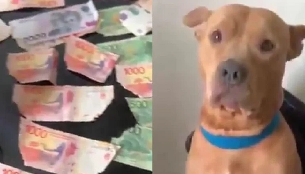 Dejó a su perro solo y lo culpó del destrozo de más de 30 mil pesos. 
