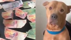Dejó a su perro solo y al volver descubrió más de $30 mil rotos: la reacción del animal lo hizo viral