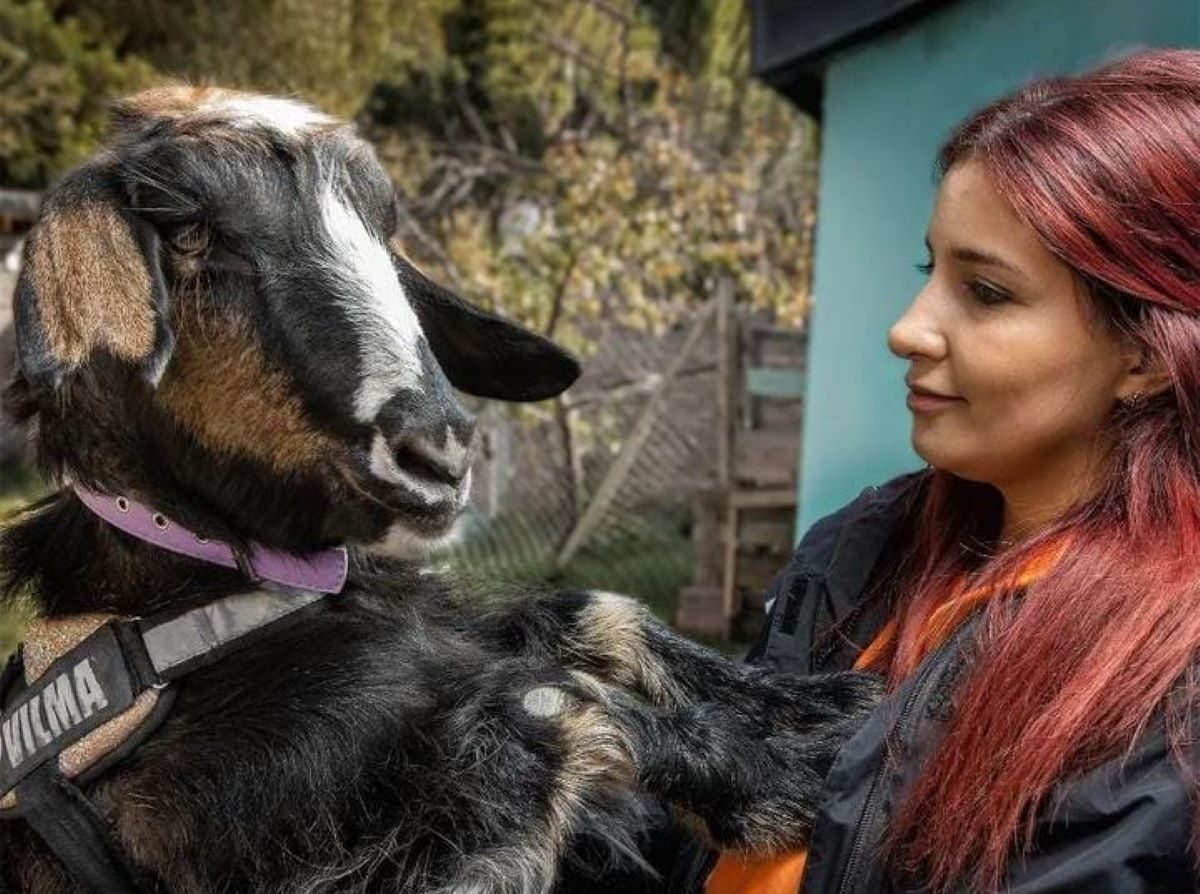 Vilma, la cabra viral de Neuquén que alegra a sus fanáticos en todo el mundo. Foto: Gentileza leamuzzo_ph