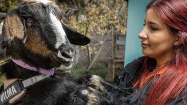 Vilma, la cabra viral de Neuquén que alegra a sus fanáticos en todo el mundo. Foto: Gentileza leamuzzo_ph
