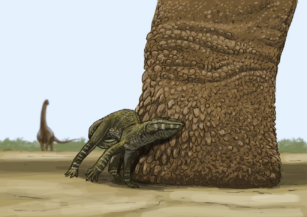 Pata de un tjpo de saurópodo junto a un pequeño cocodrilo del género Araripesuchus. Crédito: Joschua Knuppe.